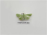 藏品(螟蛾317)的圖片